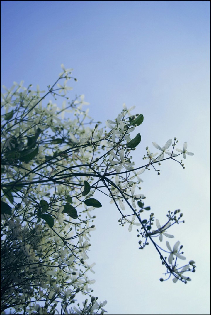 summer sky