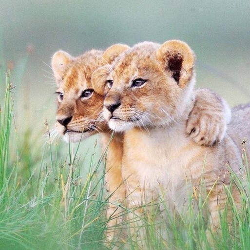 Cub