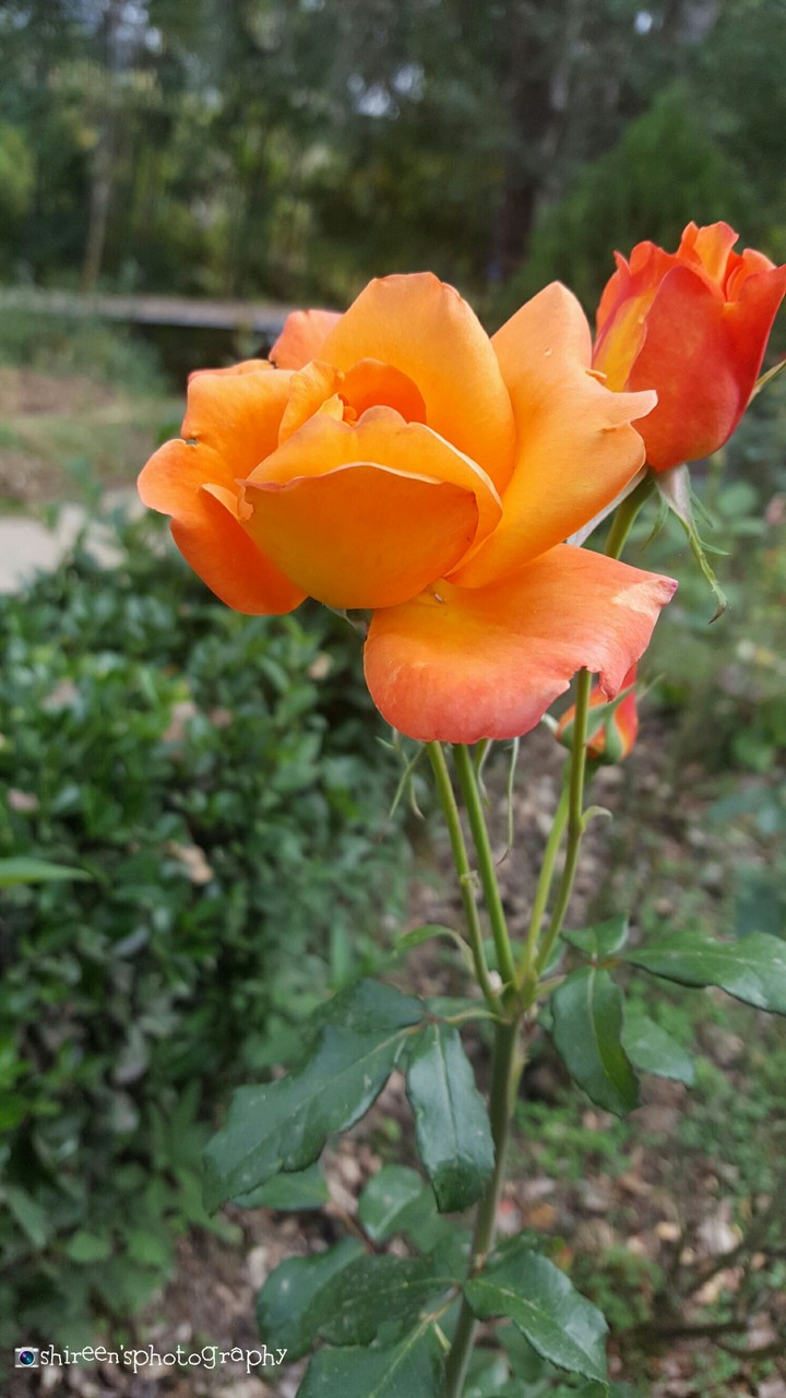 kashmir