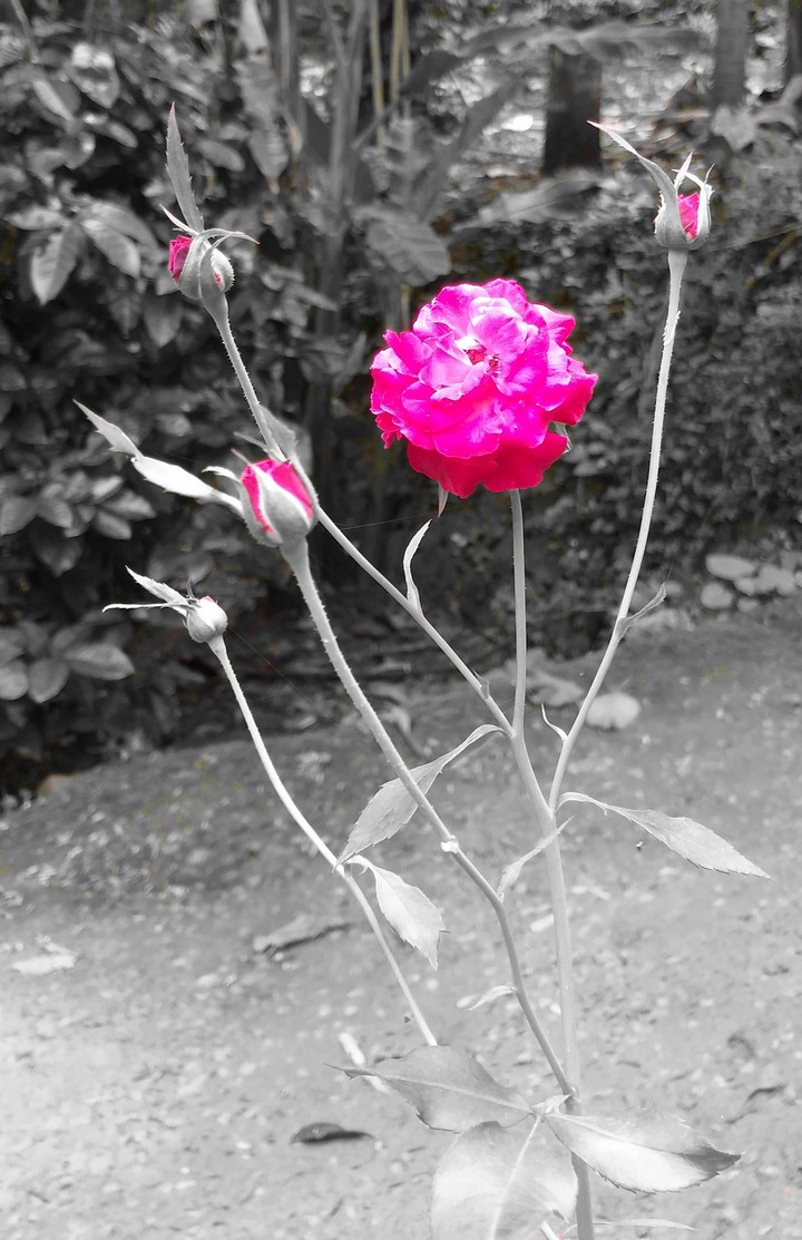 Rose