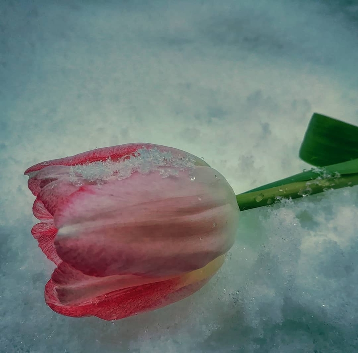 Ice flower