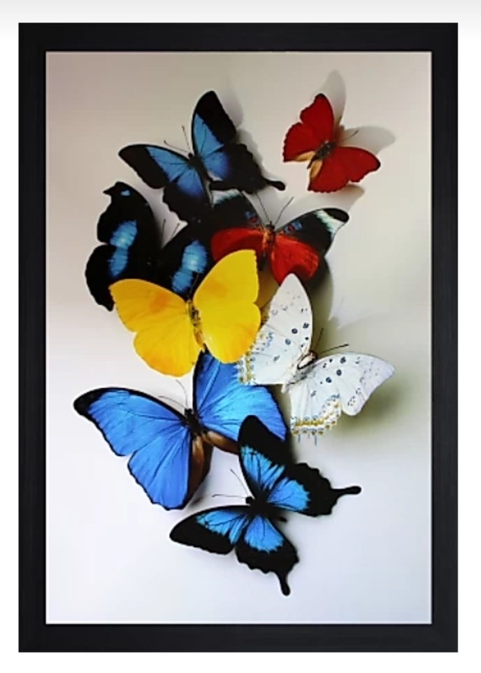 #butterfly