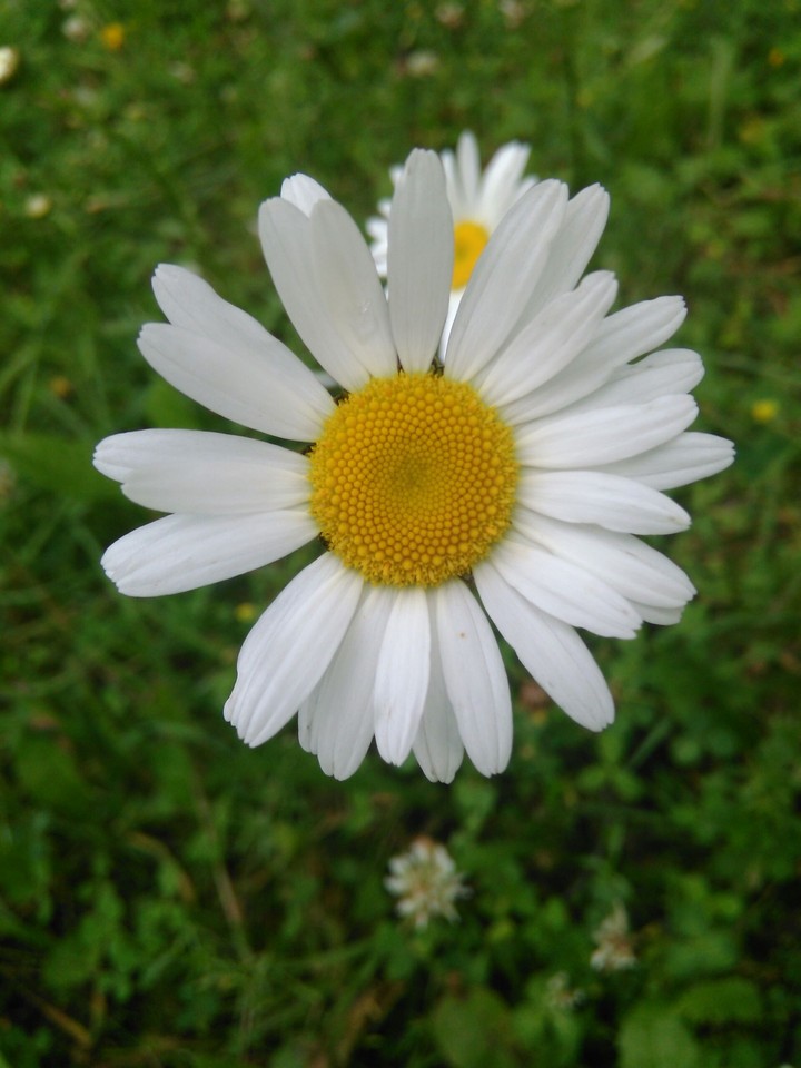 chamomile