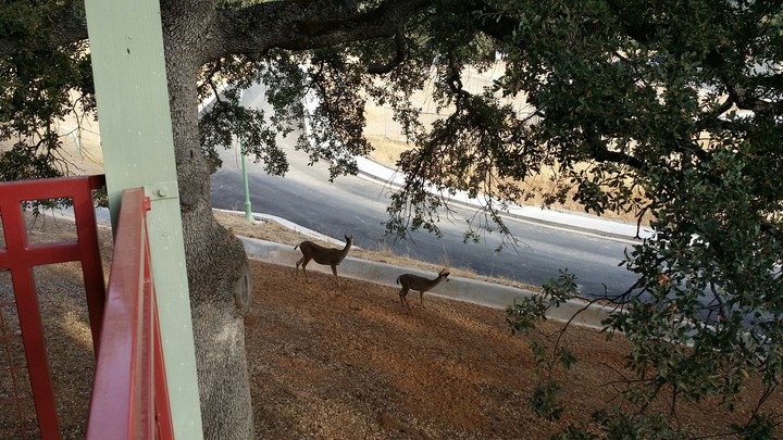 FAMILY OF DEER