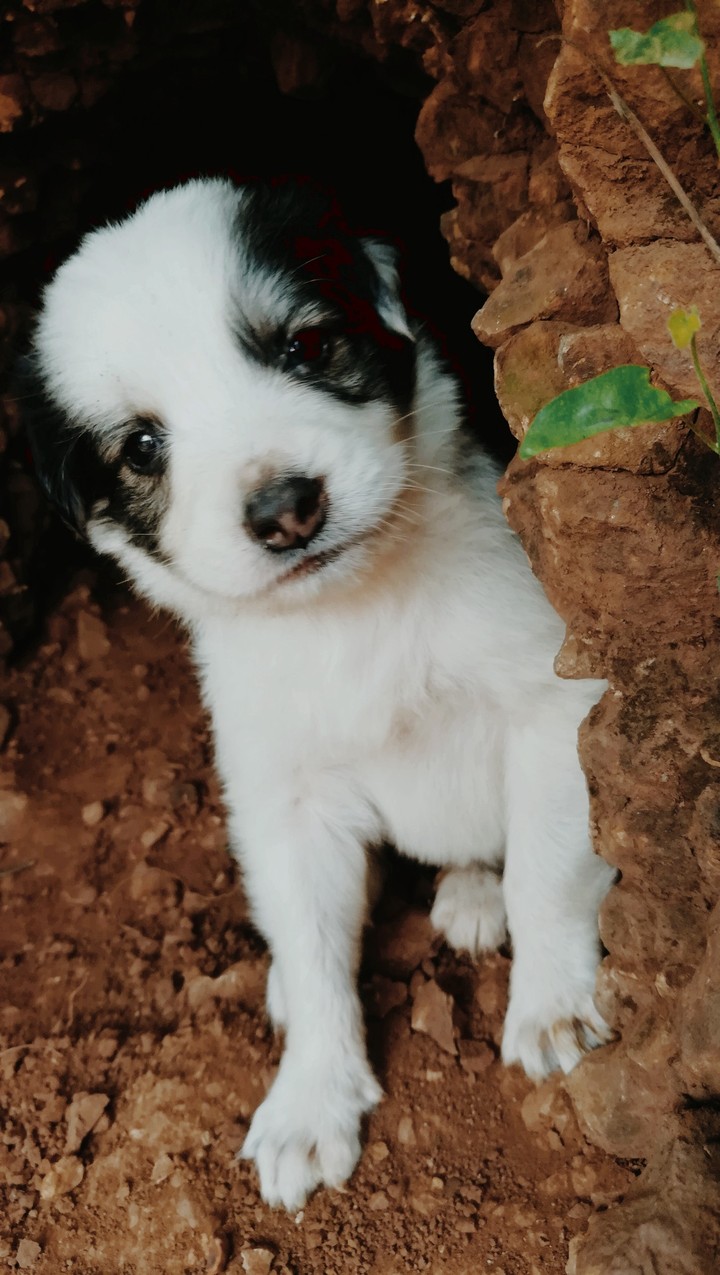 puppy