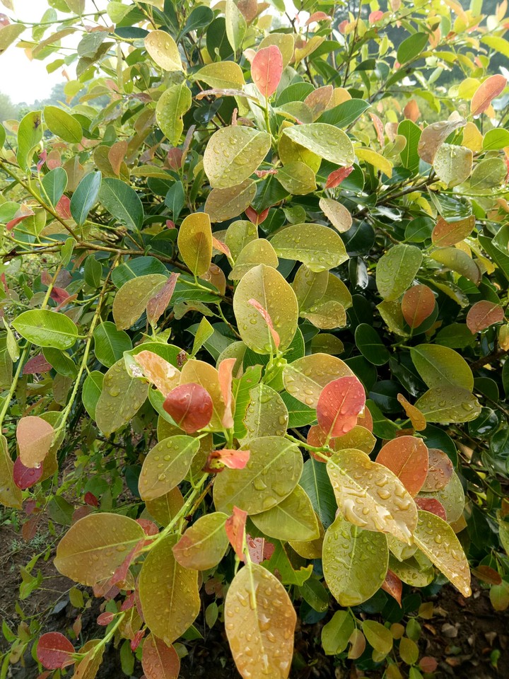 pipal