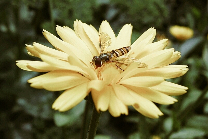 flower & bee