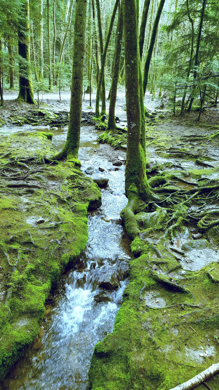 Le long du ruisseau