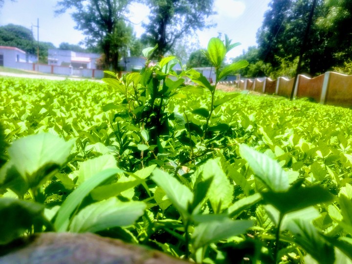 plant's