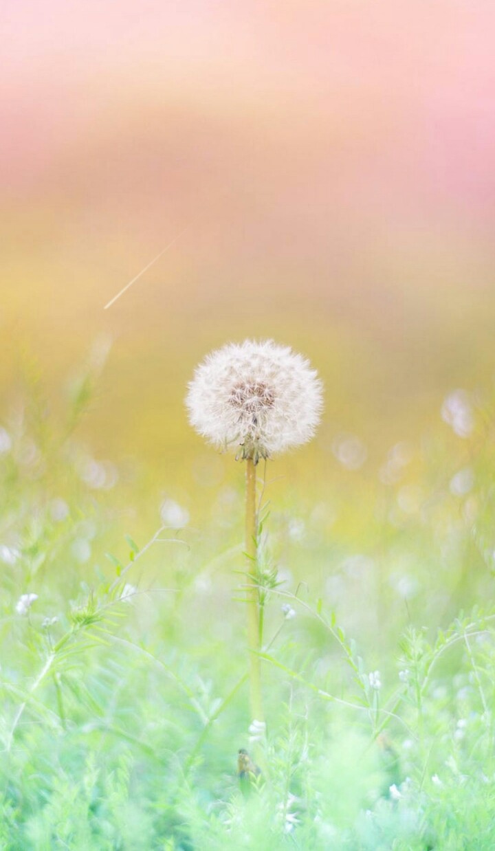 Dandelion...
