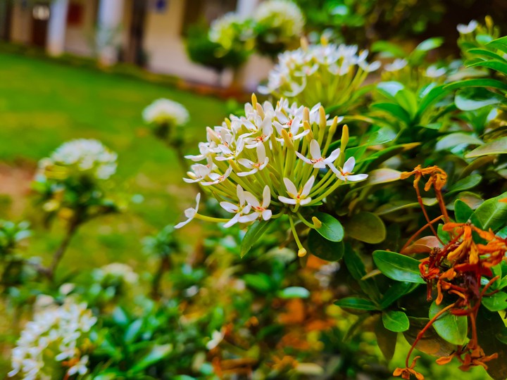 Flowers