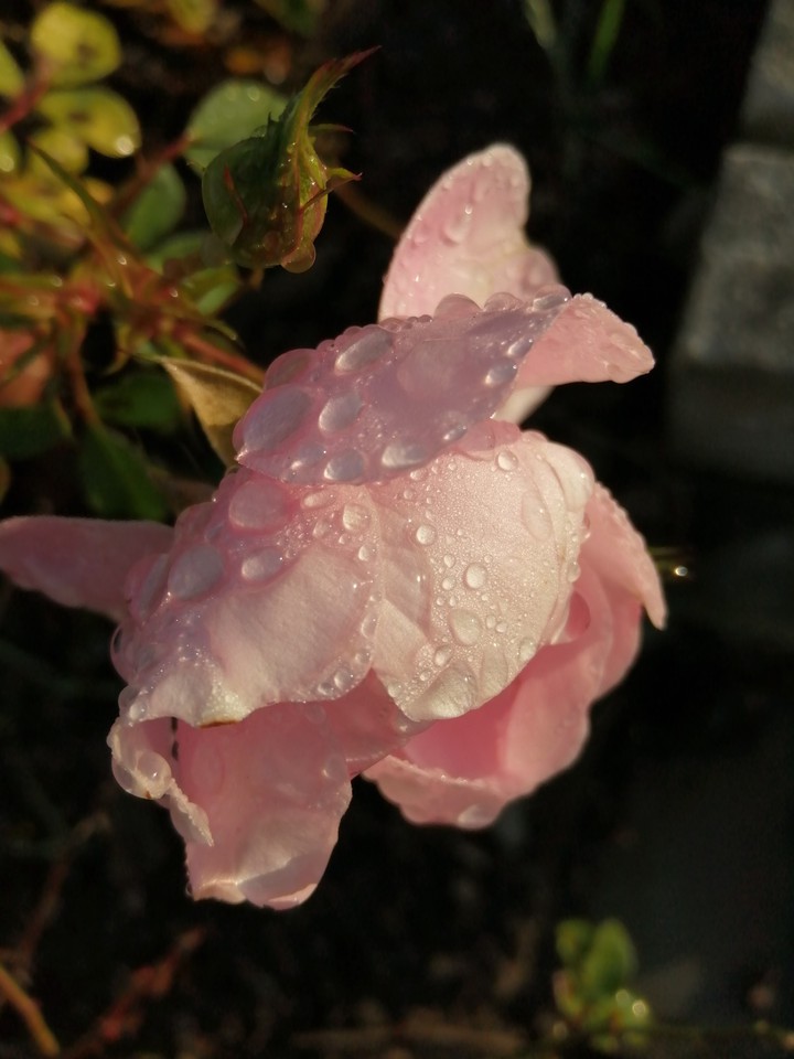 rose