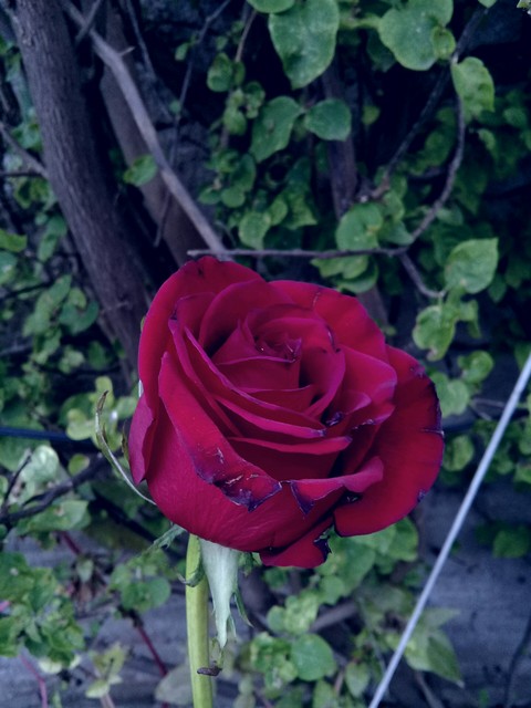 rose