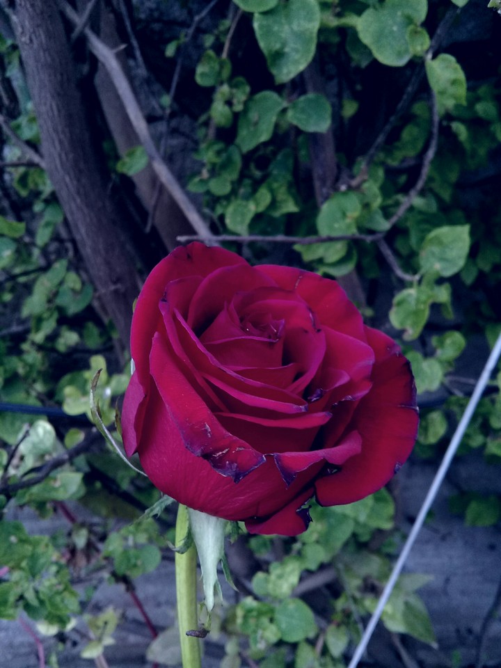 rose
