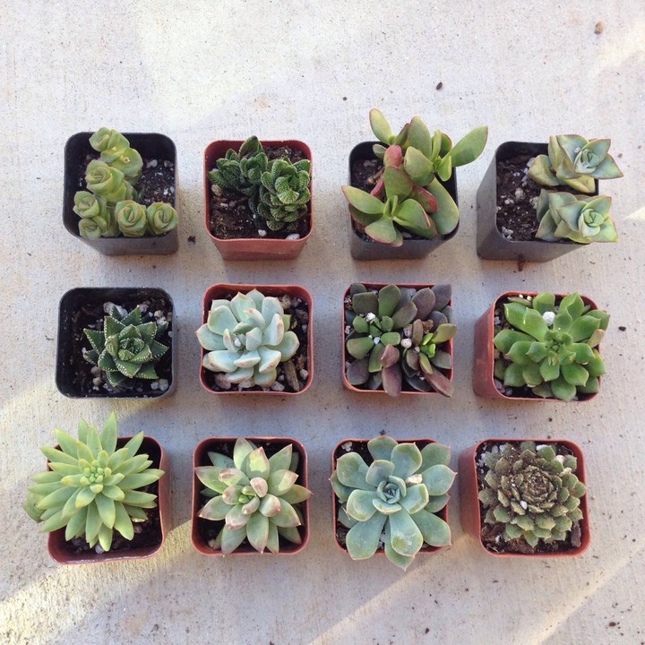 plants