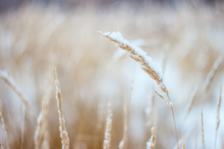 Grass