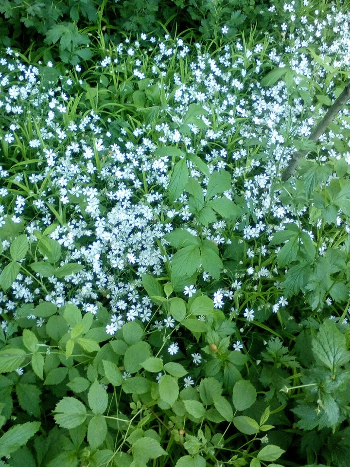 Цветочки♧☆