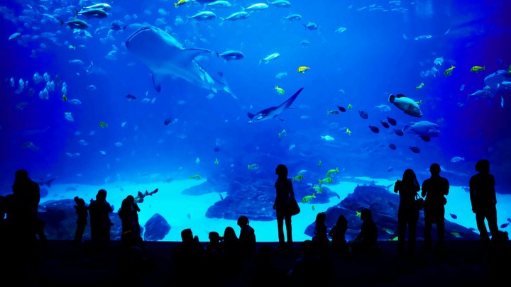 The Georgia Aquarium in Atlanta