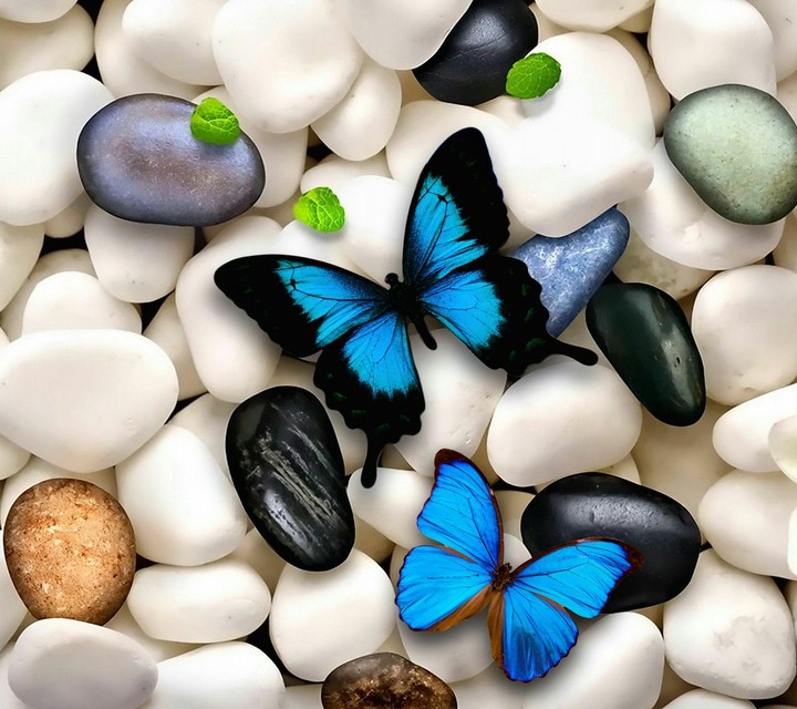Butterflies