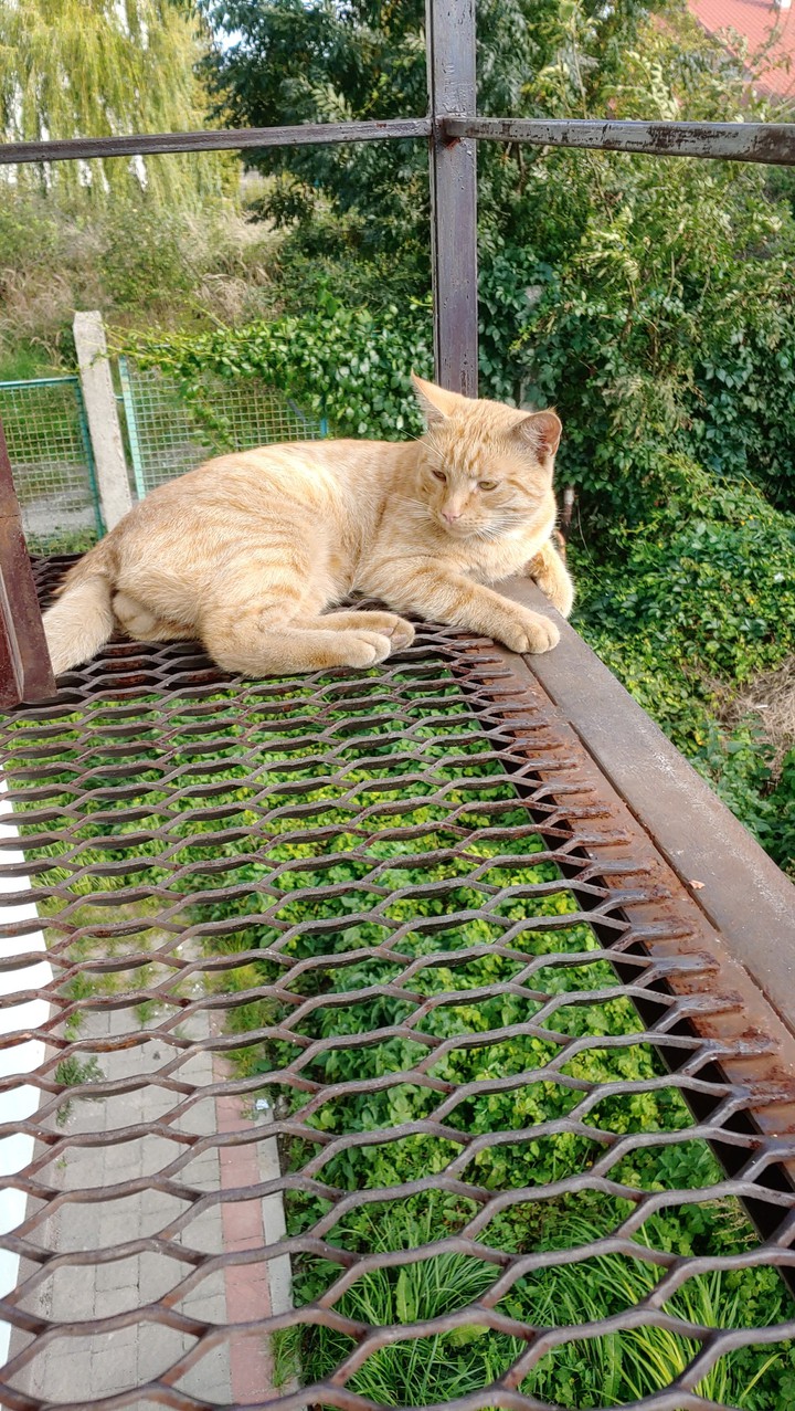 котики