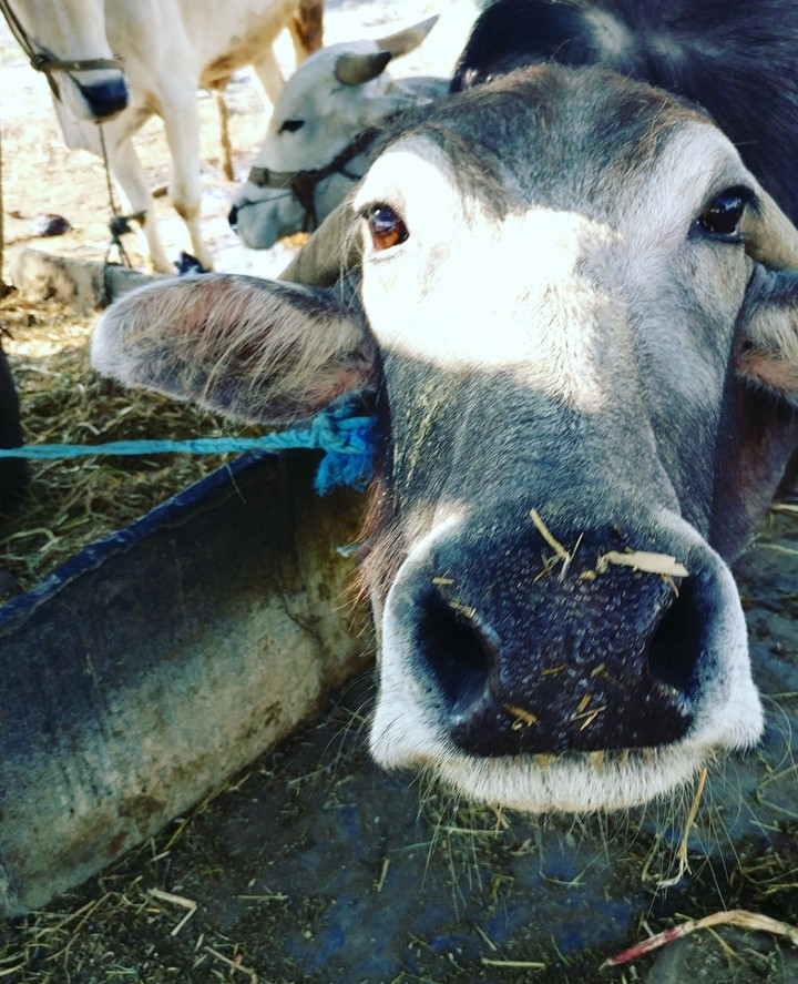 buffalo
