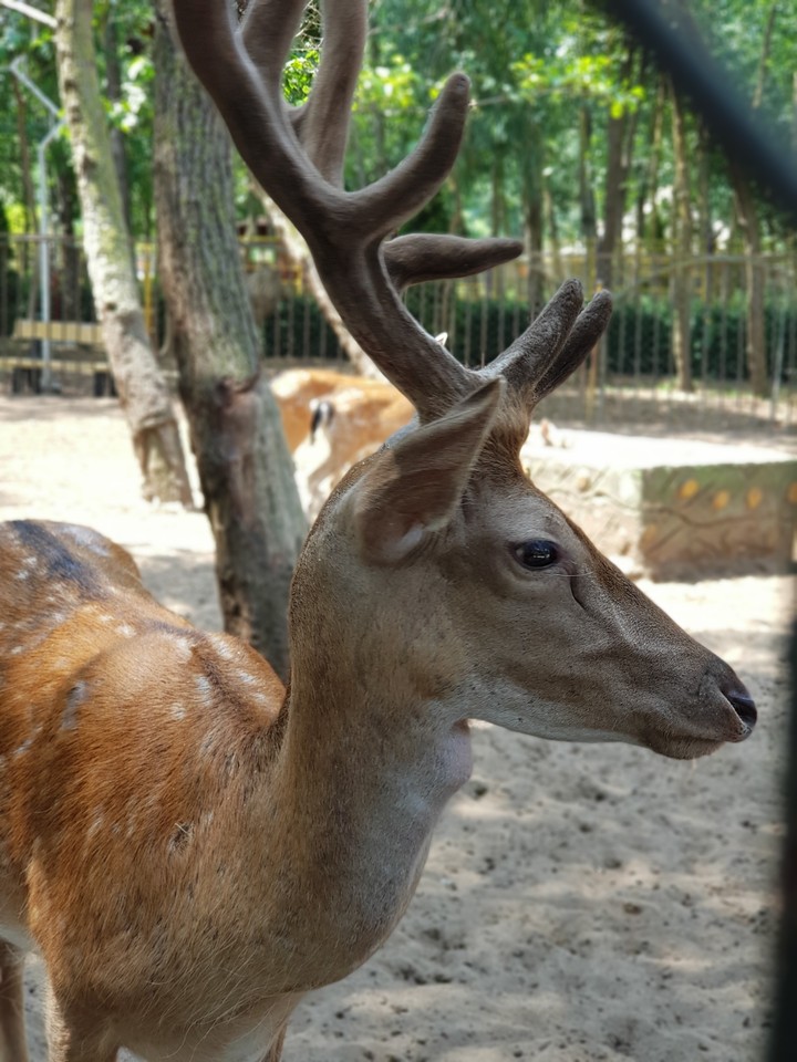 deer