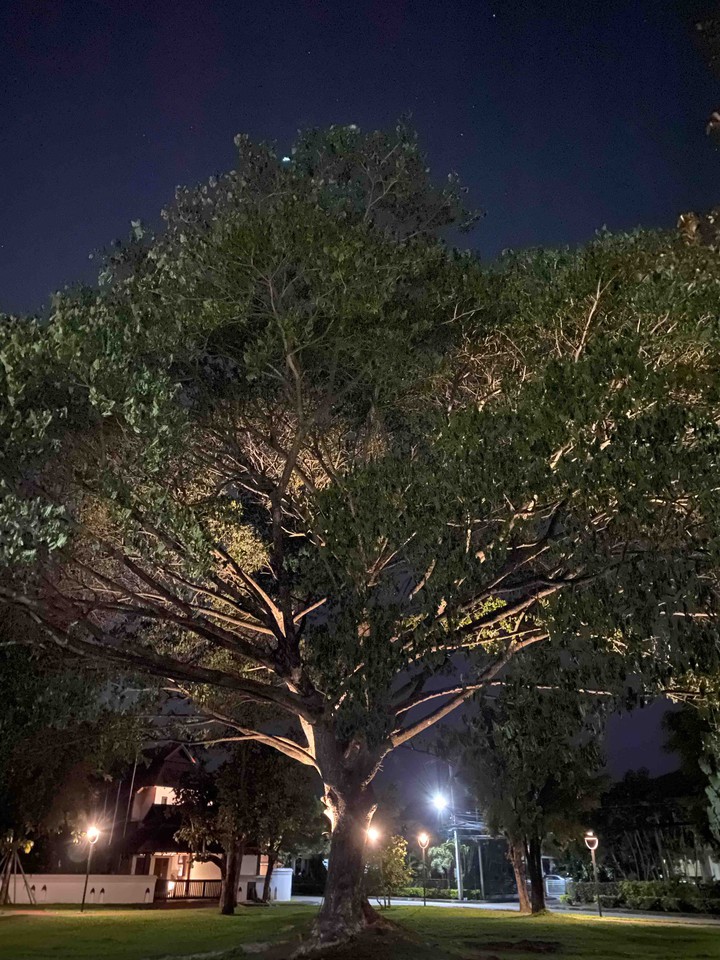tree