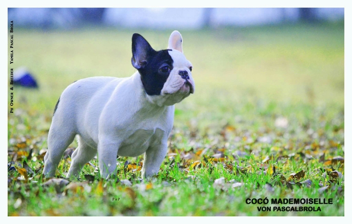 She's Cocó Mademoiselle Von PascalBrola