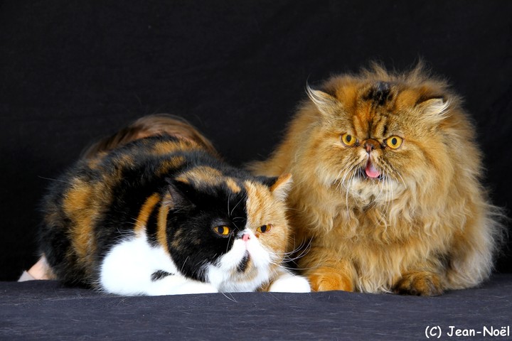 cats