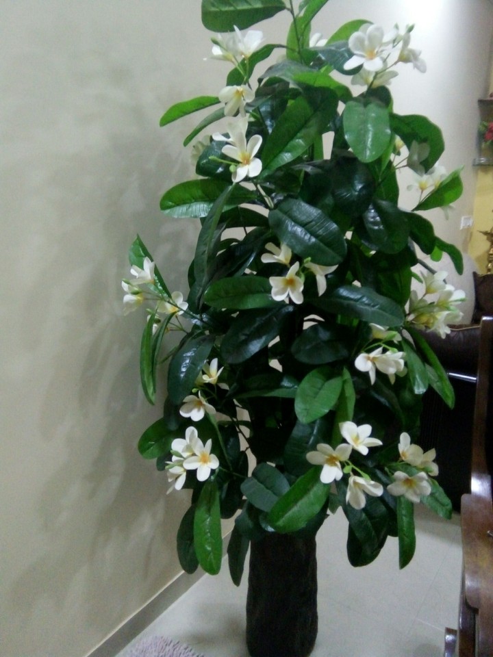 world of flowers