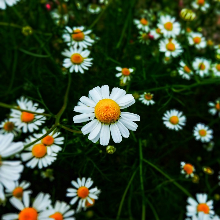 flowers