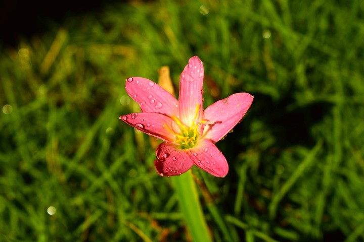 flower