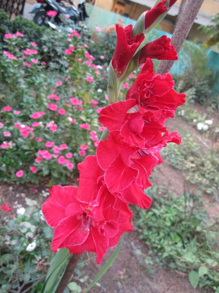 Charming Gladiolus