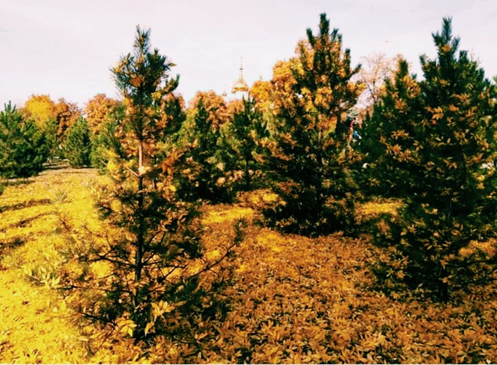 Gold autumn