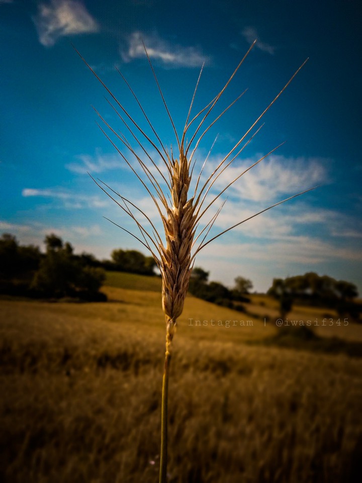 Crops