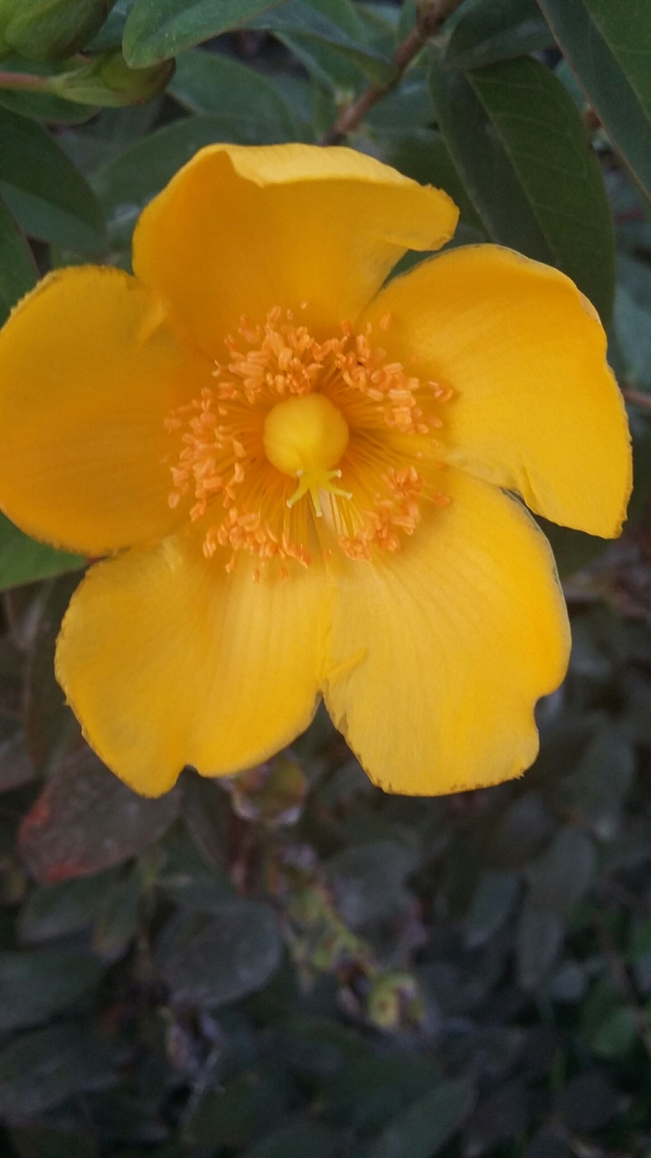 yellow flower