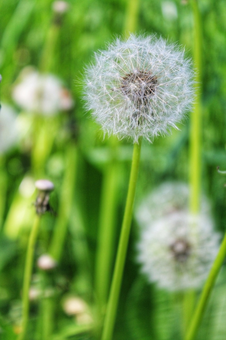 Dandelion