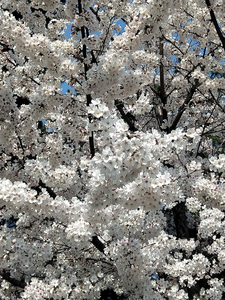 벚꽃
