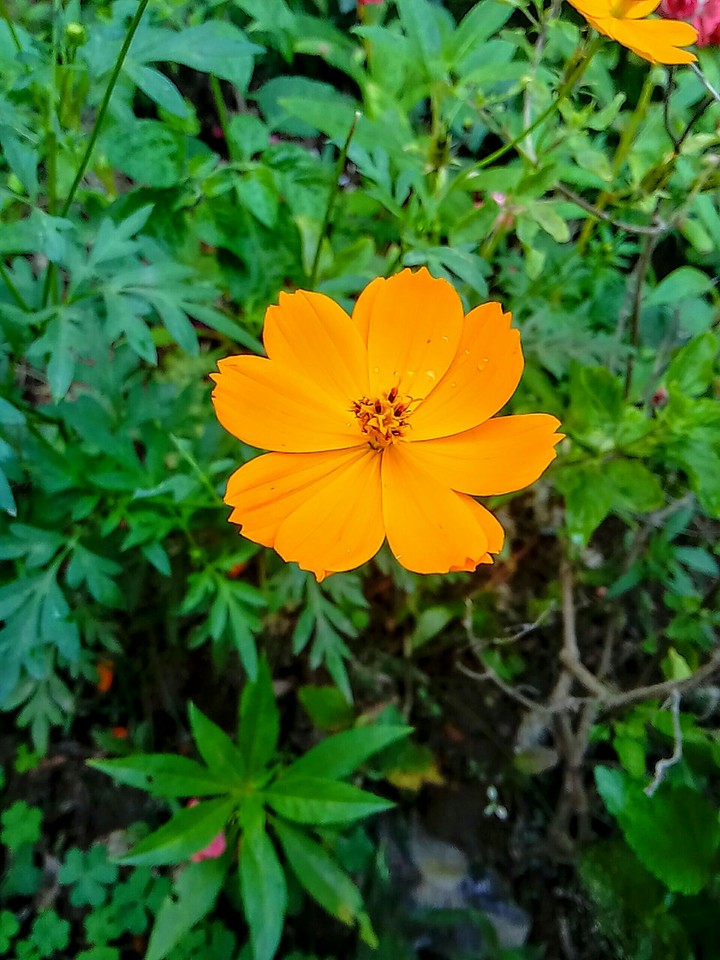 flower