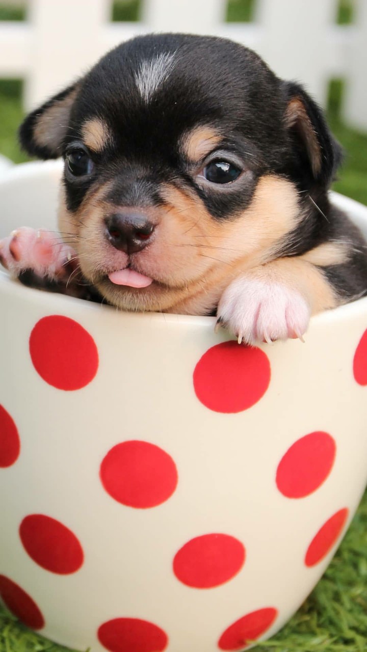 Puppy