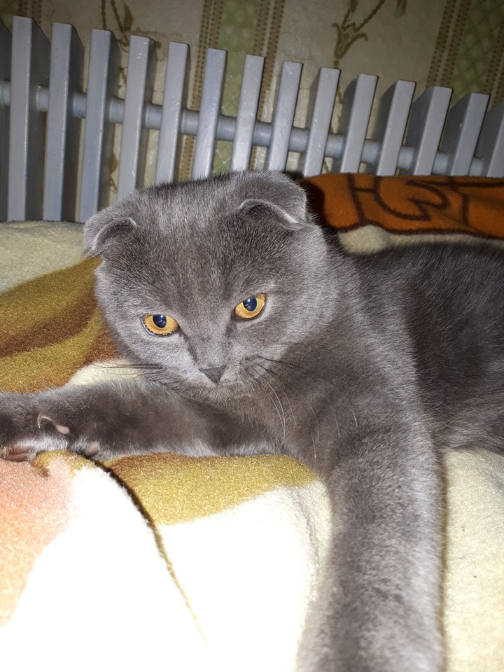 My sister's maria cat lapa