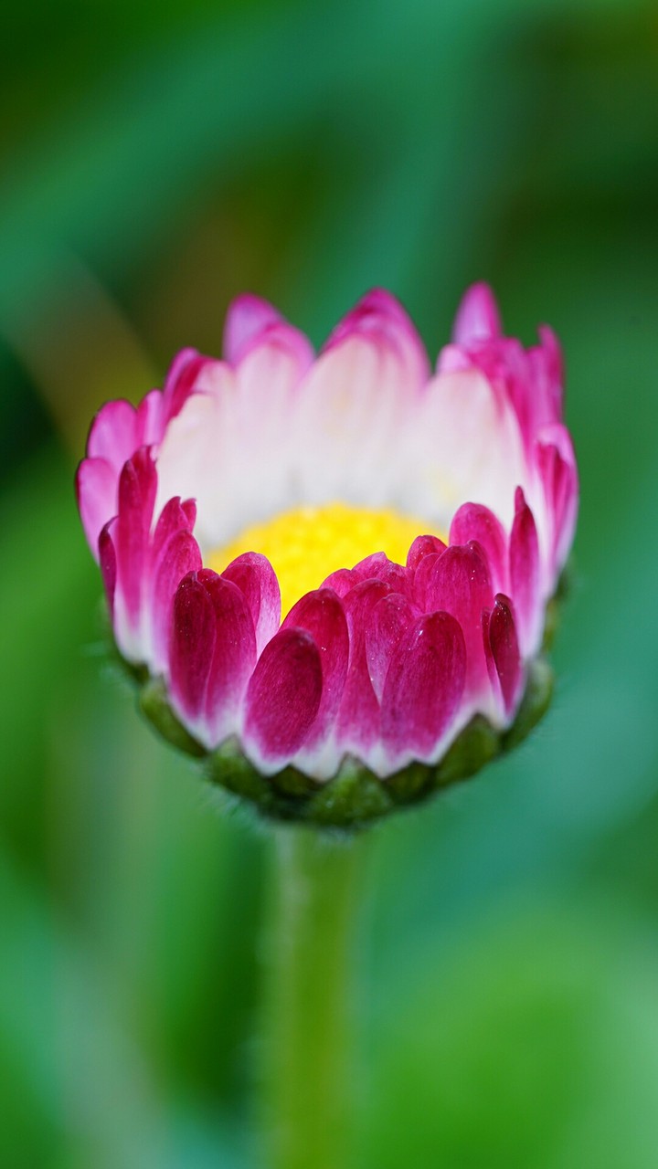 pink flower