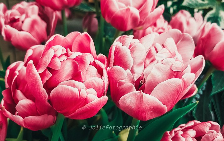 Love tulips