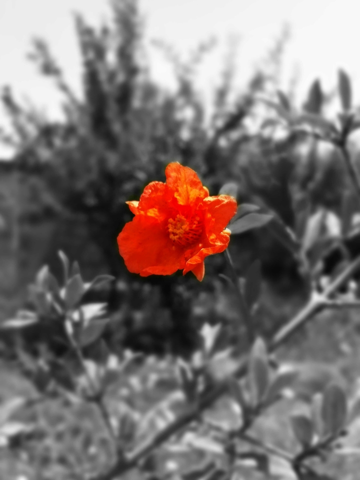 pomegranate flower