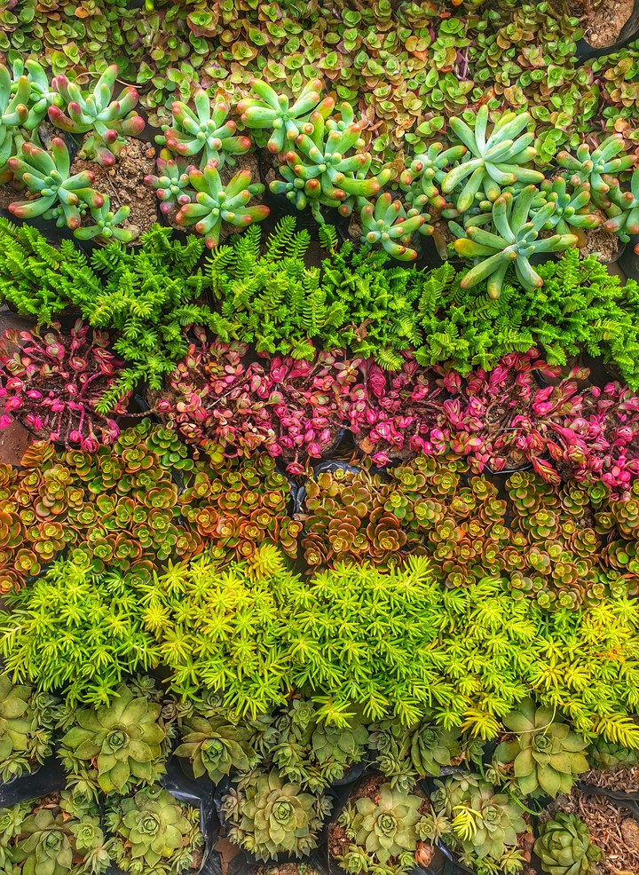 Simply succulents