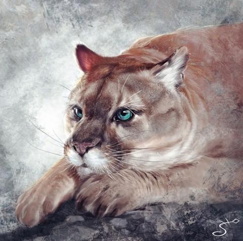 cougar, pumas duvar kağıtları