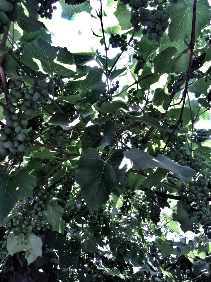 Grapes