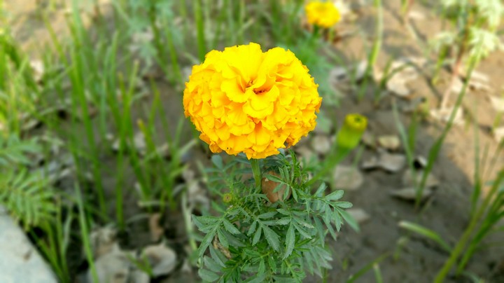 Yellow flower