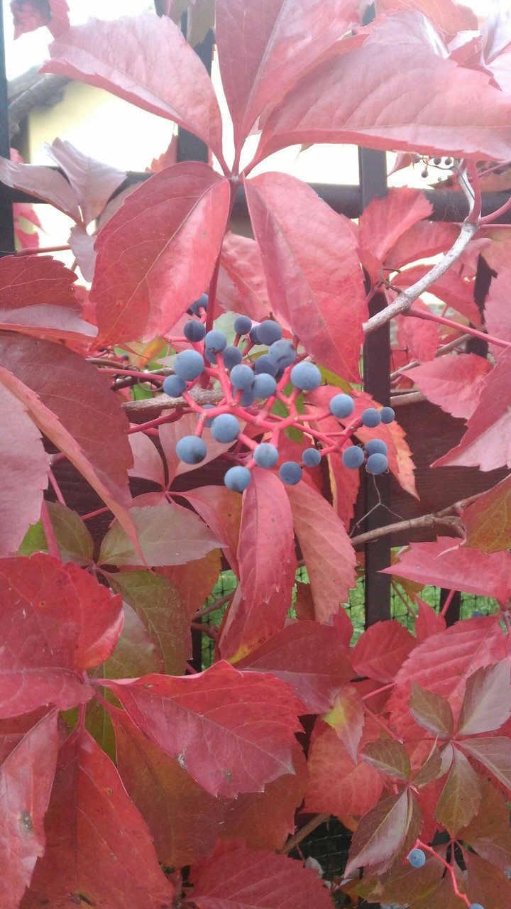 Autumn