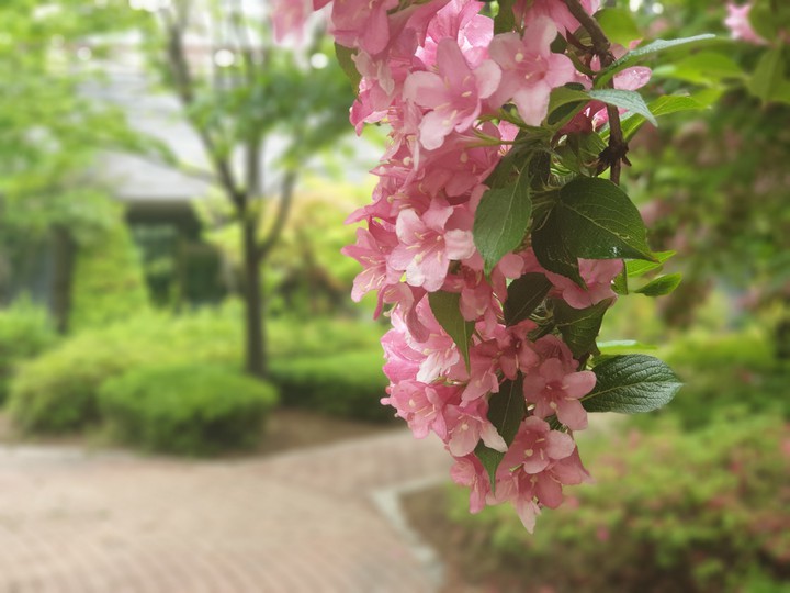 flower 꽃